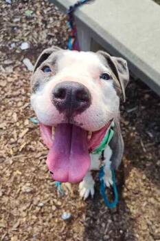 Biggby -  Mixed Breed Dog for Adoption in Cincinnati, Ohio - Biggby | PetCurious