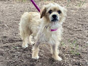 TRAMP -  Terrier Dog for Adoption in Martinez, California - TRAMP | PetCurious