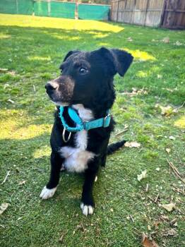 Poodle Dogs Available for Adoption in Los Angeles, California - Paulie | PetCurious