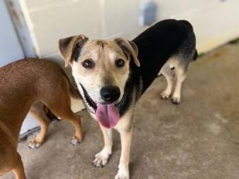 Gilbert -  Mixed Breed Dog for Adoption in Gainesville, Florida - Gilbert | PetCurious