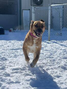 Mixed Breed Dogs Available for Adoption - Diva | PetCurious
