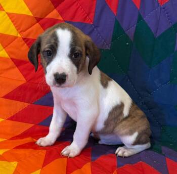 Crush -  Mixed Breed Dog Available for Adoption in Hot Springs, South Dakota - Crush | PetCurious