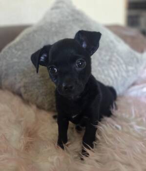 Pug and Chihuahua Dogs Available for Adoption in Cave Creek, Arizona - Tres | PetCurious
