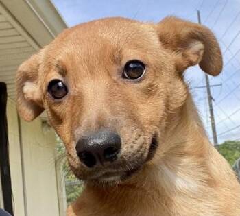 Bambi -  Shepherd Dog Available for Adoption in Glasgow, Kentucky - Bambi | PetCurious