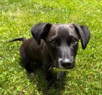 Babe DJ -  Border Collie and Labrador Retriever Dog for Adoption in Washington, District Of Columbia - Babe DJ | PetCurious