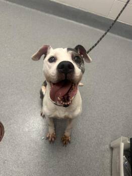 Pit Bull Terrier Dogs Available for Adoption in Indianapolis, Indiana - THOR | PetCurious