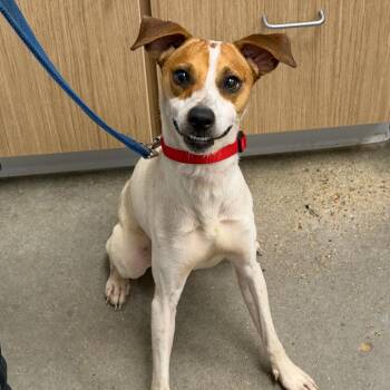 Riot -  Jack Russell Terrier and Mixed Breed Dog for Adoption in Marshall, Texas - Riot | PetCurious