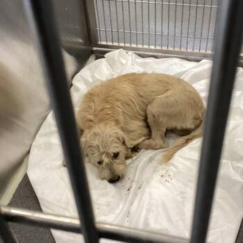 Nickelback -  Wirehaired Terrier Dog for Adoption in Montgomery, Alabama - Nickelback | PetCurious