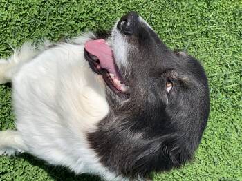 Rescue Border Collie Dogs for Adoption in Elkton, Michigan - Fluff & Mellow | PetCurious