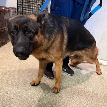 IVHS-A-143382 -  German Shepherd Dog Dog for Adoption in San Gabriel, California - IVHS-A-143382 | PetCurious