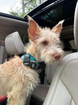 Sully -  Terrier Dog for Adoption - Sully | PetCurious
