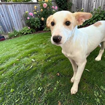 Parson Russell Terrier Dogs Available for Adoption - Lilith | PetCurious