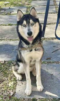 Rescue Siberian Husky Dogs for Adoption in Annapolis, Maryland - Ocean Blue | PetCurious