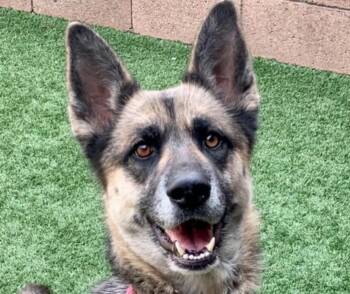 ADOPT ME - LANA -  German Shepherd Dog Dog for Adoption in San Marcos, California - ADOPT ME - LANA | PetCurious