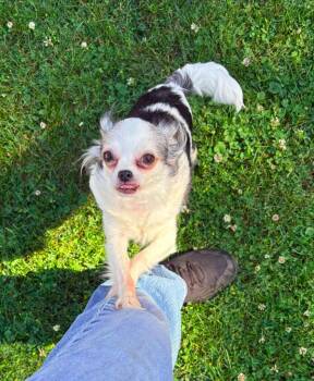 Petunia  $400 (Princess) -  Chihuahua Dog for Adoption in West Milwaukee, Wisconsin - Petunia  $400 (Princess) | PetCurious