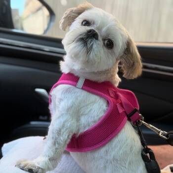 Larry the Snail (Benefactor Dog) -  Brussels Griffon and Shih Tzu Dog for Adoption in New Orleans, Louisiana - Larry The Snail (Benefactor Dog) | PetCurious