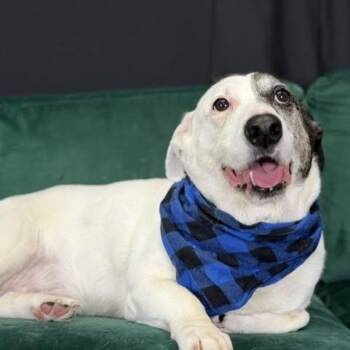 Hannah -  American Bulldog Dog for Adoption in Defuniak Springs, Florida - Hannah | PetCurious