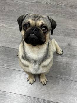 Pugsley -  Pug Dog for Adoption in Cypress, California - Pugsley | PetCurious