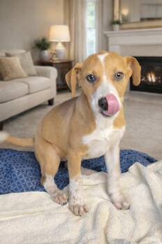 Beagle Dogs Available for Adoption - Bella | PetCurious