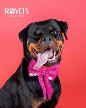POT ROAST -  Rottweiler and Boxer Dog for Adoption in West Valley City, Utah - POT ROAST | PetCurious