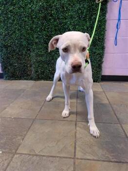61606951 -  Pit Bull Terrier and Mixed Breed Dog for Adoption in El Paso, Texas - 61606951 | PetCurious