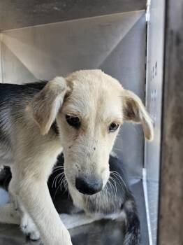 Rescue Mixed Breed Dogs for Adoption in Dallas, Texas - CHANGBIN | PetCurious