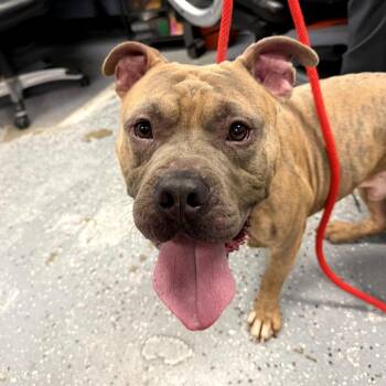 Pit Bull Terrier Dogs Available for Adoption in Saint Joseph, Missouri - John Henry | PetCurious