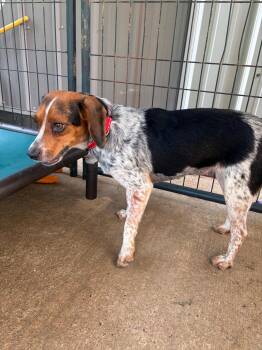 Tiny SCAS -  Beagle Dog for Adoption in Rockaway, New Jersey - Tiny SCAS | PetCurious