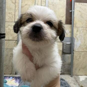 Terrier Dogs Available for Adoption - Buoy | PetCurious