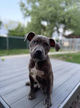 Frankie -  Mixed Breed Dog for Adoption in Elmwood Park, New Jersey - Frankie | PetCurious