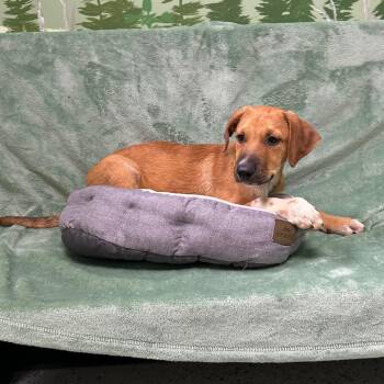 Derby -  Doberman Pinscher Dog for Adoption in Logan, Utah - Derby | PetCurious