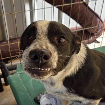 Dachshund and Border Collie Dogs Available for Adoption in Blairsville, Georgia - Lucy | PetCurious