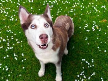 HARRIET -  Siberian Husky Dog for Adoption in Fort Lauderdale, Florida - HARRIET | PetCurious