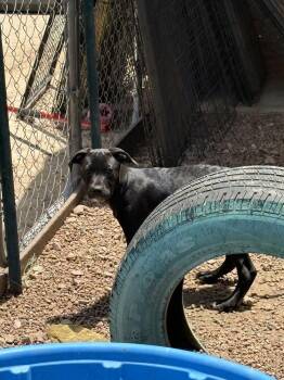 SIREN OF THE SIN BIN -  Labrador Retriever Dog for Adoption in Broomfield, Colorado - SIREN OF THE SIN BIN | PetCurious