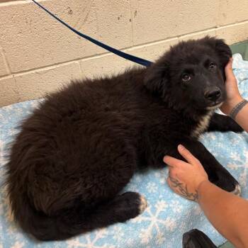 Mixed Breed Dogs Available for Adoption - Calvin | PetCurious