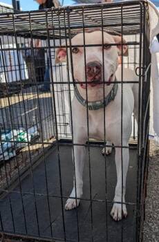 Reba -  Mixed Breed Dog for Adoption in Alamo, Tennessee - Reba | PetCurious