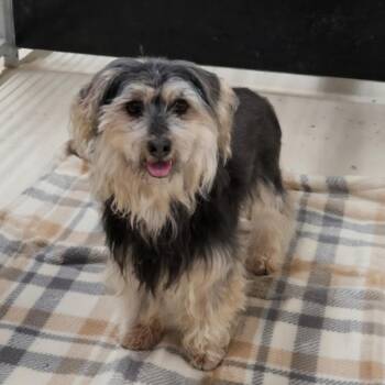 Ranger -  Yorkshire Terrier and Miniature Schnauzer Dog for Adoption in Dandridge, Tennessee - Ranger | PetCurious