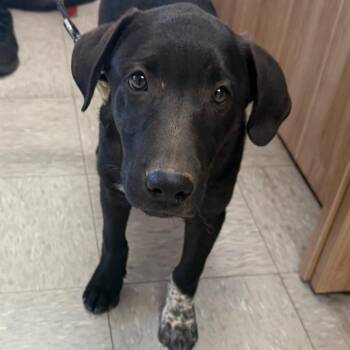 Kiba -  Black Labrador Retriever and Australian Cattle Dog Blue Heeler Dog for Adoption in Taos, New Mexico - Kiba | PetCurious