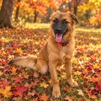 Bibi -  Mixed Breed Dog for Adoption in Plainfield, Connecticut - Bibi | PetCurious