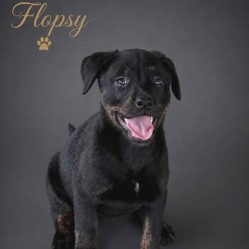 Plott Hound Dogs Available for Adoption in Richmond, Texas - FLOPSY (FAMOUS RABBITS LITTER) (Feel Free To Also Call Me For An | PetCurious