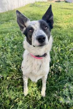 Billy Jack -  Border Collie Dog for Adoption in Gillette, Wyoming - Billy Jack | PetCurious