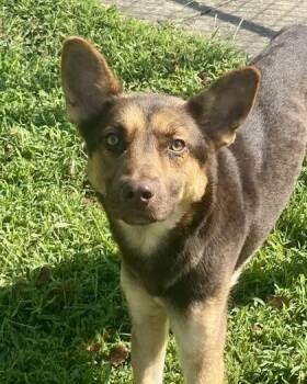 Falcon -  Shepherd Dog for Adoption in Glasgow, Kentucky - Falcon | PetCurious