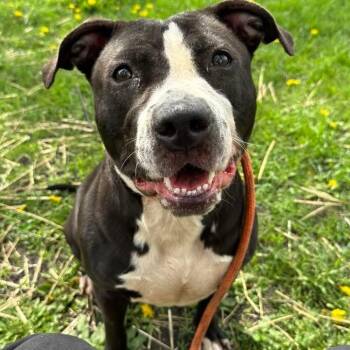 Mixed Breed Dogs Available for Adoption in Wheeling, Illinois - Neve | PetCurious