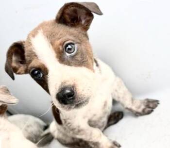 A658345 -  Australian Cattle Dog Blue Heeler Dog for Adoption in Houston, Texas - A658345 | PetCurious