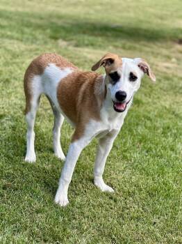Rescue Beagle and Boxer Dogs for Adoption in Washington, District Of Columbia - Pup Walter | PetCurious