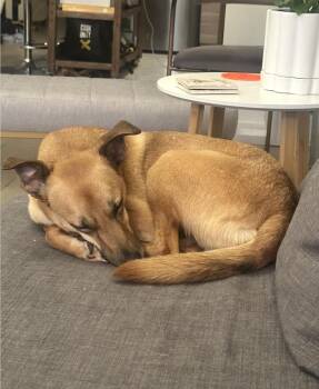 Lia *FOSTER/FOSTER-TO-ADOPT NEEDED* -  Shepherd and Mixed Breed Dog for Adoption in New York, New York - Lia *FOSTER/FOSTER-TO-ADOPT NEEDED* | PetCurious