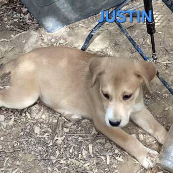 NY Justin Avail Aug 26 (MTK Hotel Mount Kisco) -  Mixed Breed Dog for Adoption in Eastford, Connecticut - NY Justin Avail Aug 26 (MTK Hotel Mount Kisco) | PetCurious