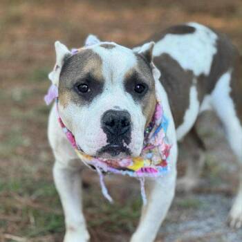 Rescue American Bully Dogs for Adoption in Columbia, South Carolina - Lake | PetCurious
