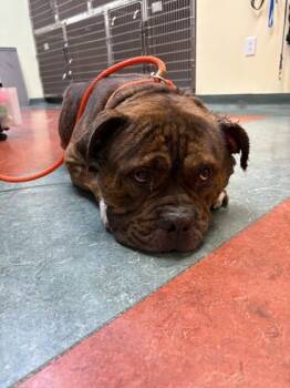 Rescue English Bulldog and Mixed Breed Dogs for Adoption in Hamilton Township, New Jersey - Billy Jim Bob | PetCurious