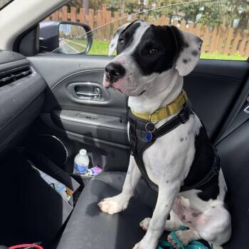 Terrier Dogs Available for Adoption in Albion, New York - Turbo | PetCurious